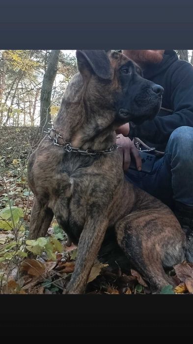 Продам щеня корсятко