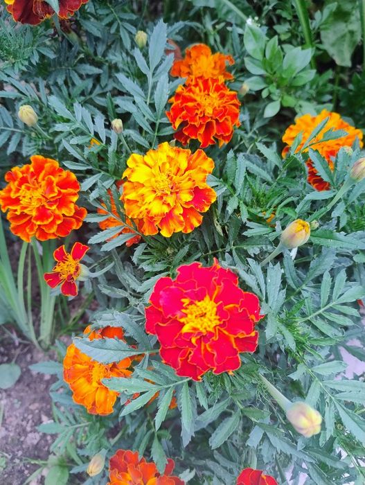 Aksamitka rozpierzchła, niska pomarańczowa, nasiona 1g