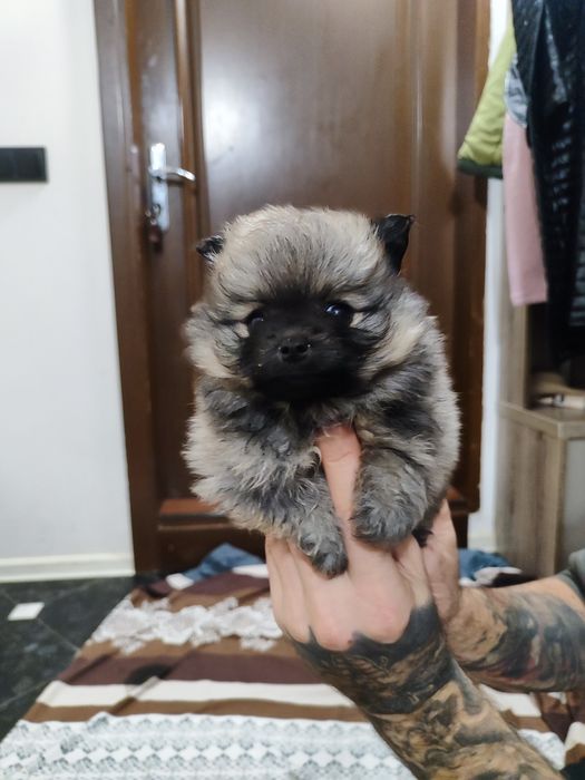 Померанский шпиц - продажа