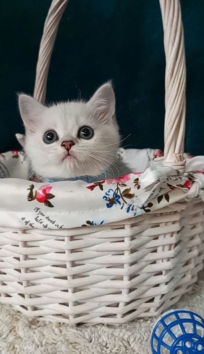 Котенок : Милый котошиншилленок.