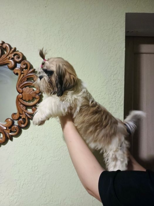 Дівчинка шит-цу  4 міс.