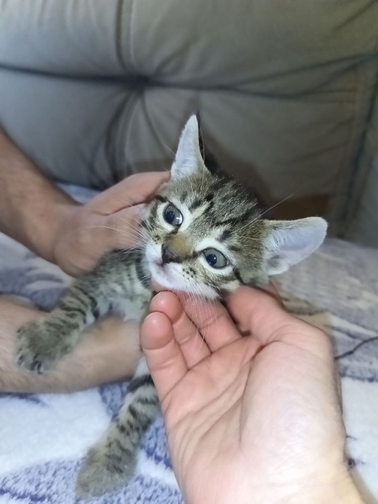 Казкові кошенята ШУКАЮТЬ родини!
