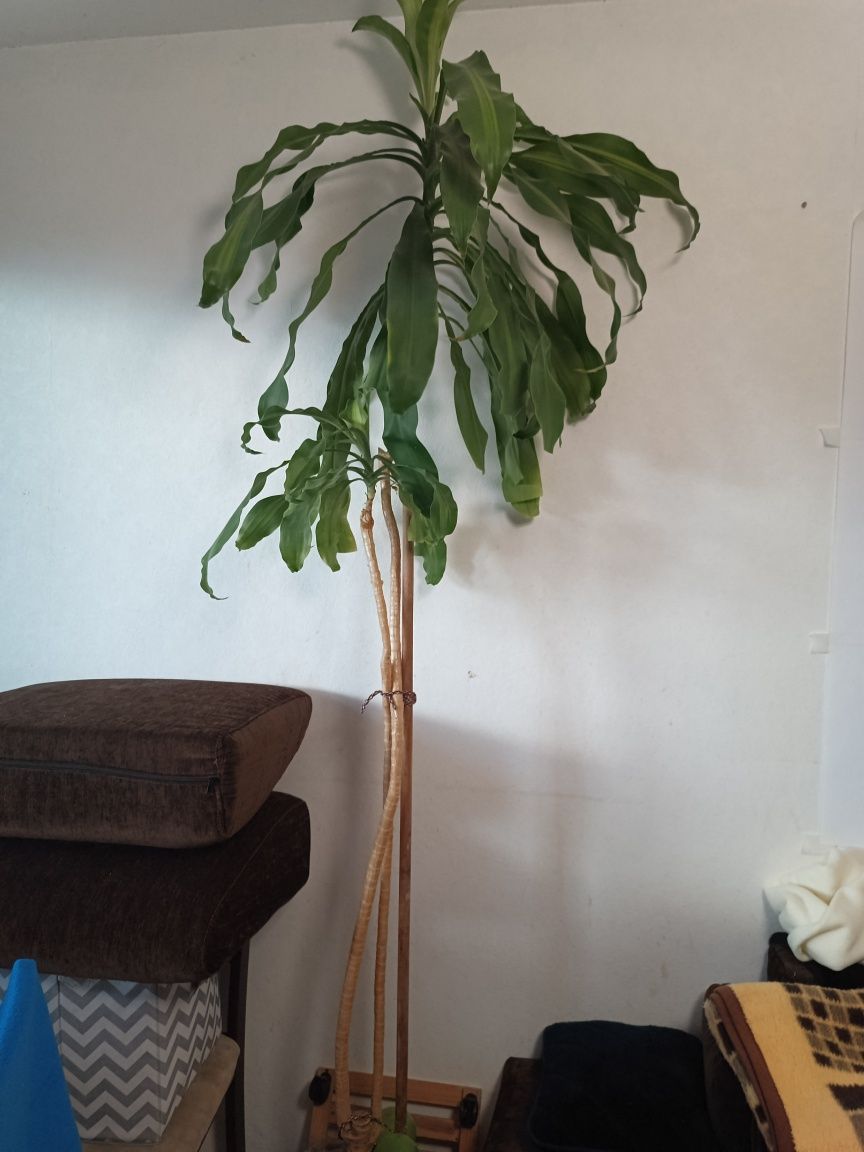 Dracena duża doniczka 2pnie 2,5m wysokości