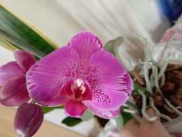 Продам орхідею фаленопсіс(дітка)