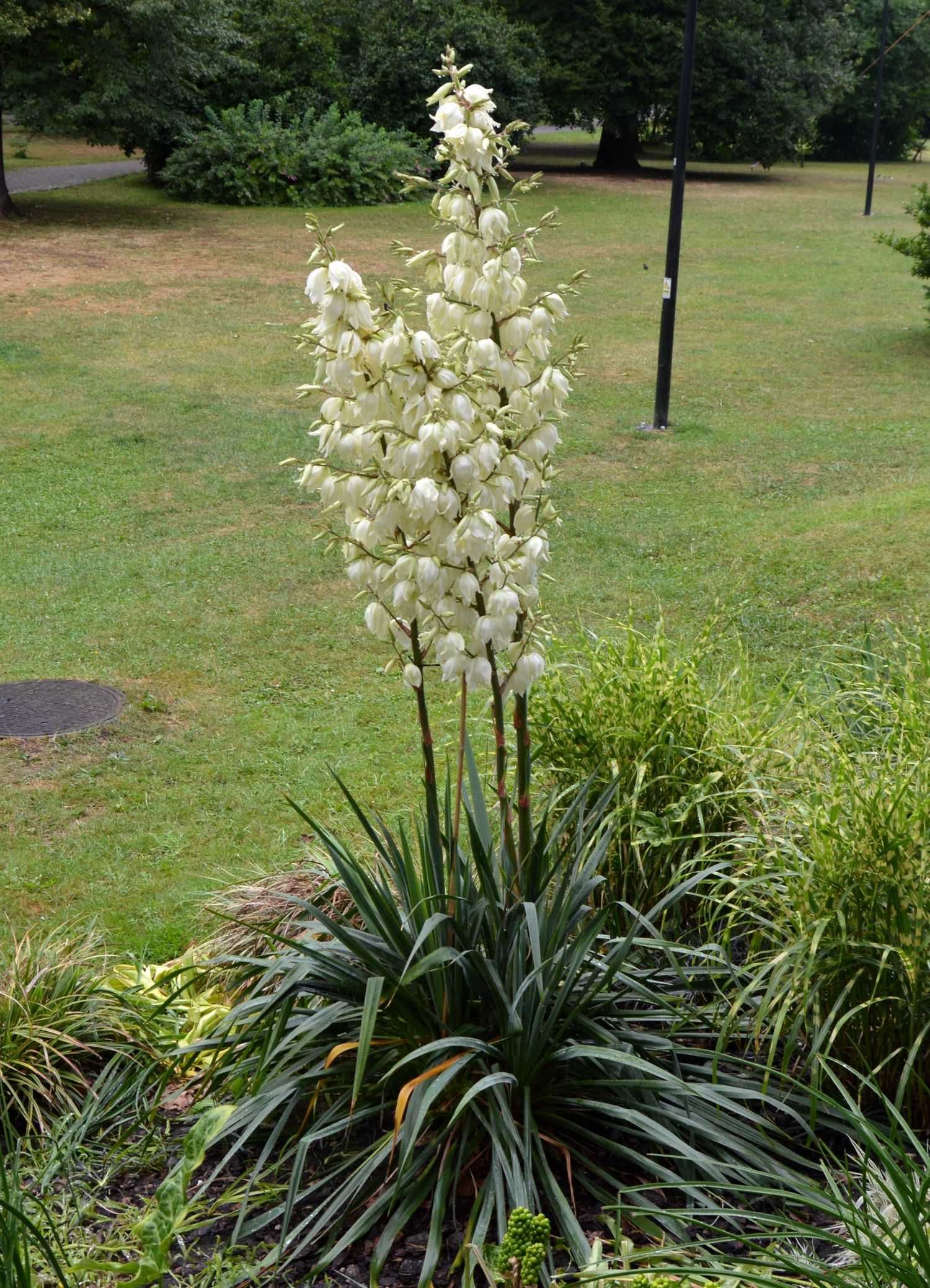Juka Karolinska Ogrodowa - Yucca Filamentosa