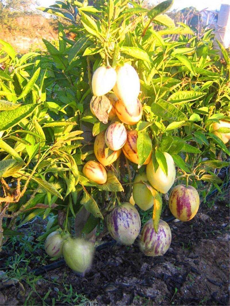 Plantas de pêra melão em vaso