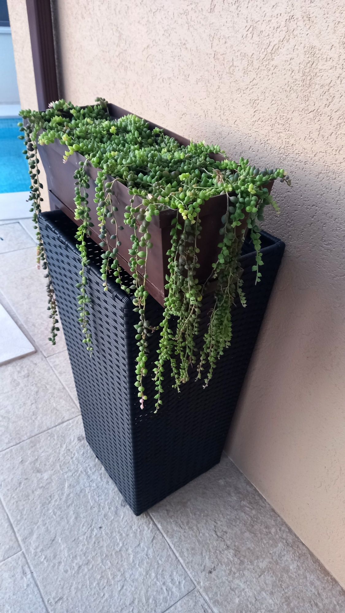 Senecio Rowleyanus ( colar de pérolas)
