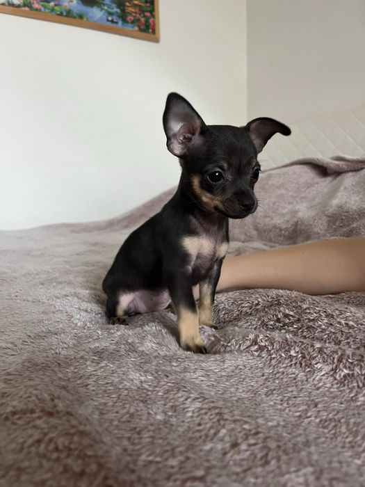 Pinczer miniaturowy, ratlerek