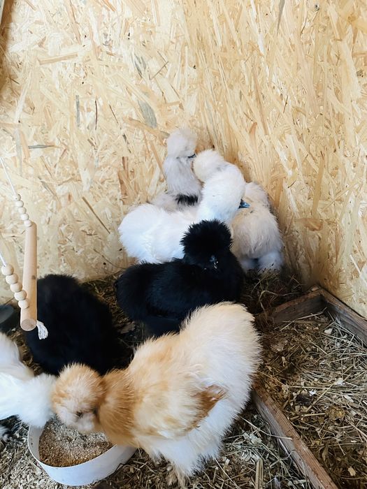 Kury silki i koguty silki