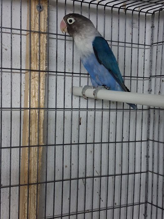 Agapornis persunatos