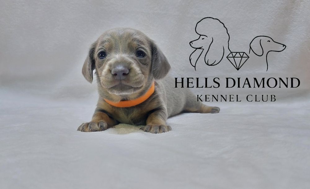 Wyjątkowa i nietuzinkowa Suczka Jamnik - BLUE