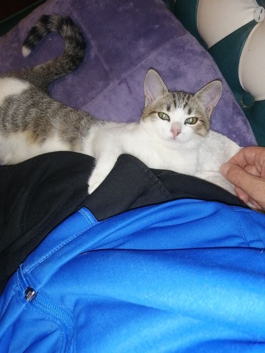 Отдам  в хорошие руки милашку, котёнка