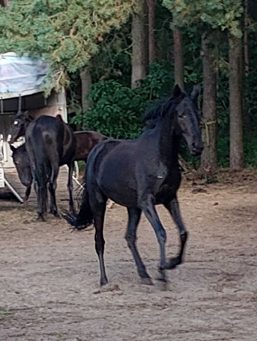 Tajga i TeBar poszukują nowego domu