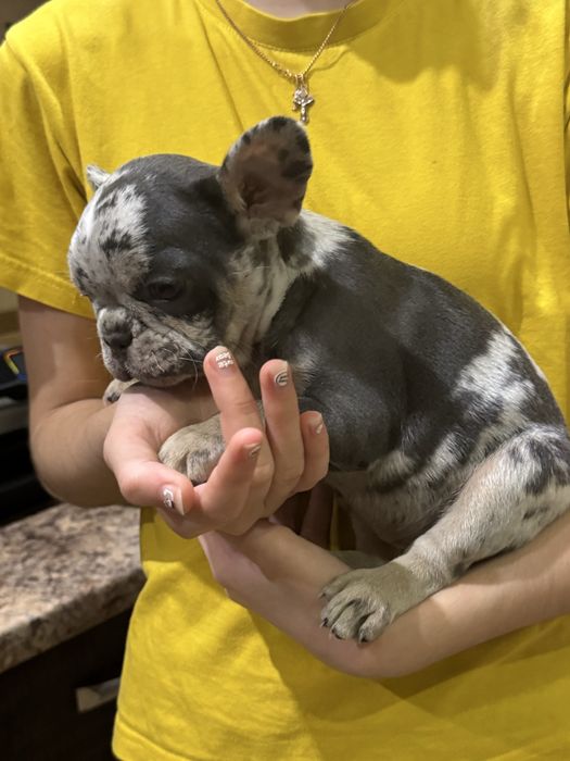 Две девочки 1,5 мес