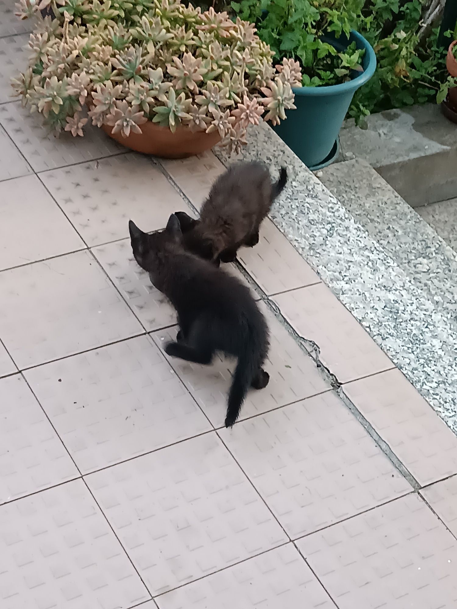 Doar gatinhos de 1 Mês e 3 Semanas