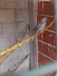 Ringneck para vender