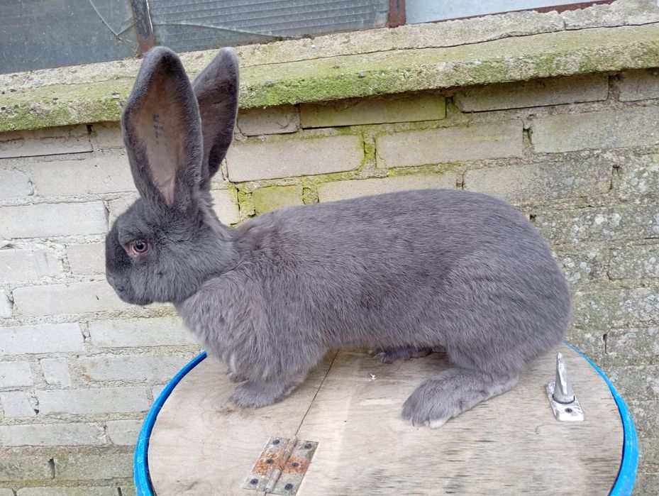 Samica olbrzyma belgijskiego