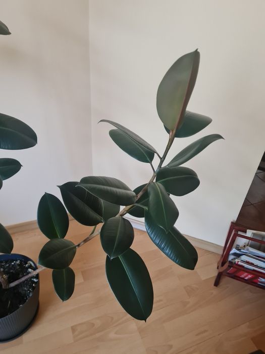 Sprzedam fikusa sprężynującego