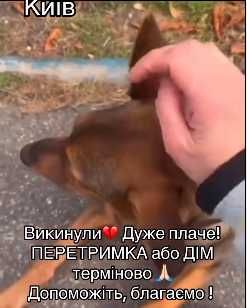 В Дніпровському районі Киіва викинули цього песика