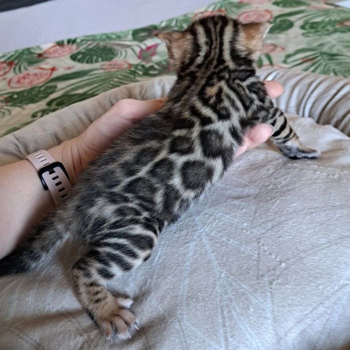 Kot bengalski kocurek bengal