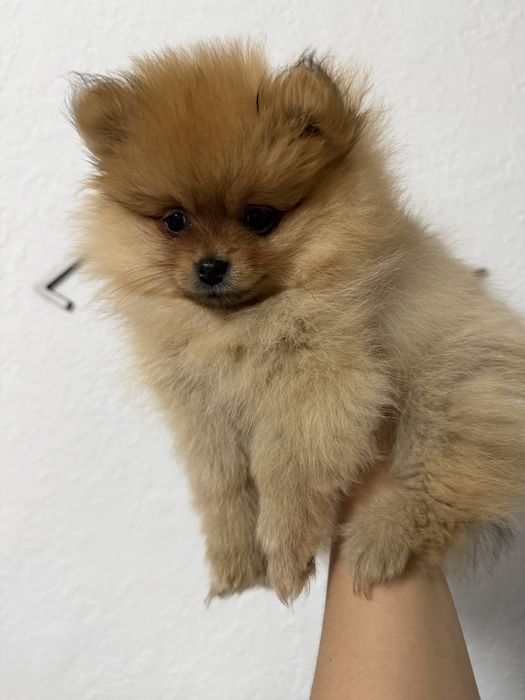 померанський шпіц