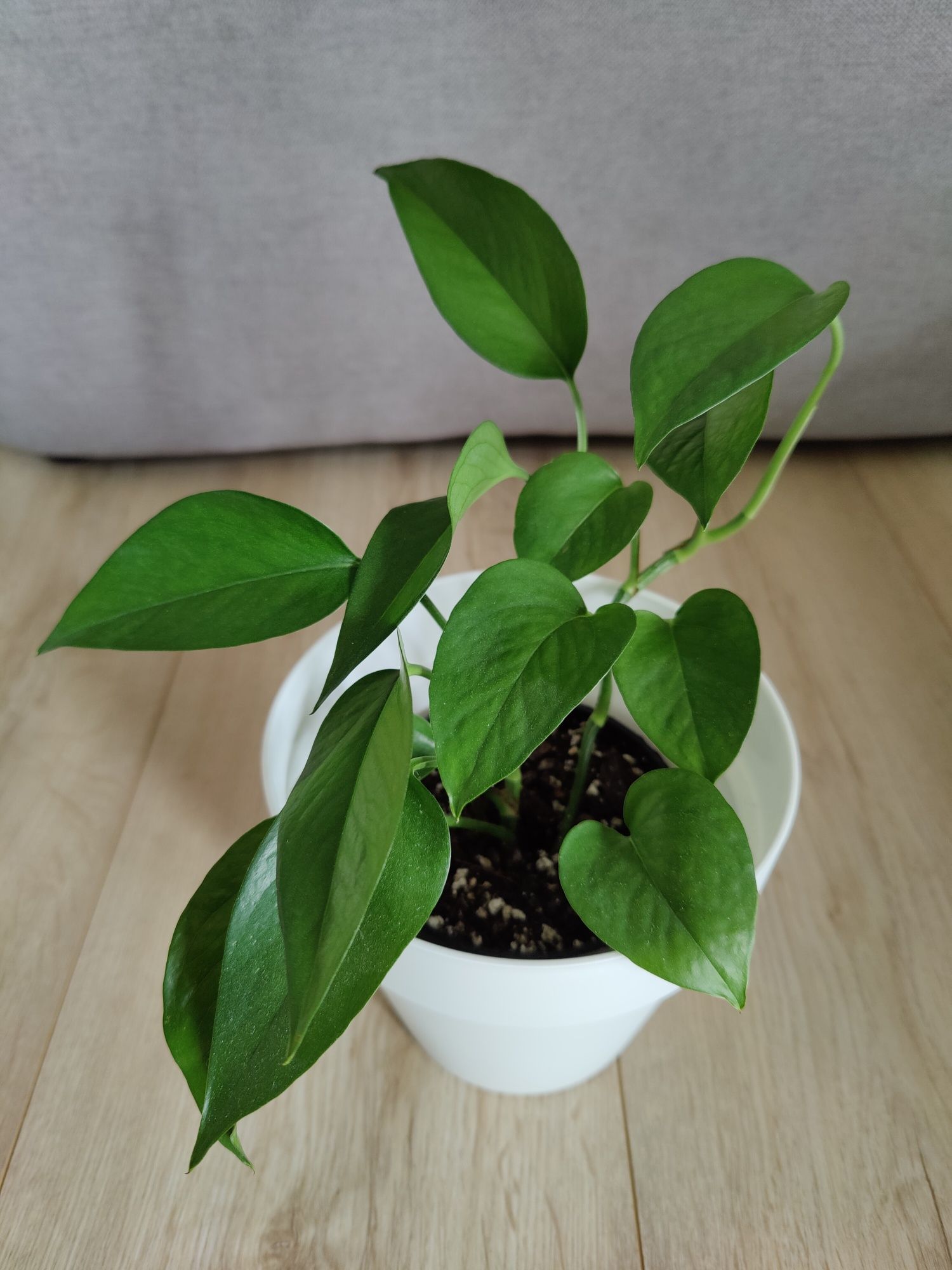 Epipremnum jade całkiem zielone liście dwa pędy w doniczce