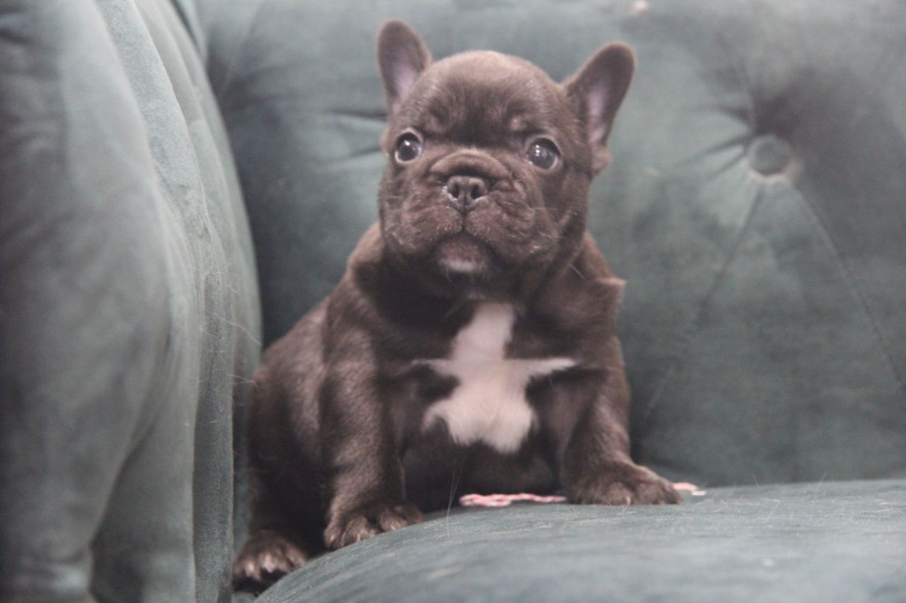 bulldog tigrado macho