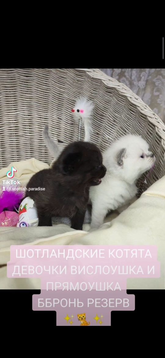 Продам Шотландських котят