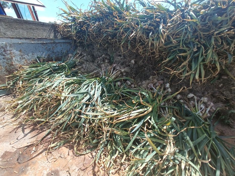 Harnaś poniżej 50mm  20zl kg zdrowy