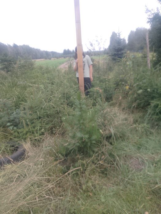 Jodła koreańska,świerk srebrny,świerk pospolity.