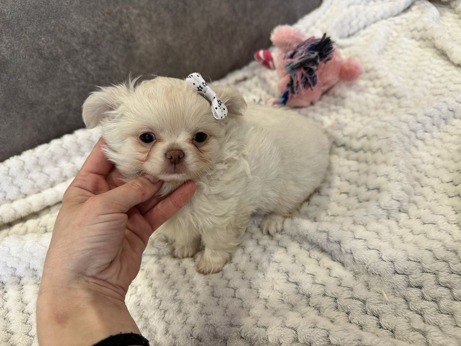 Chihuahua Russo macho mini pêlo comprido