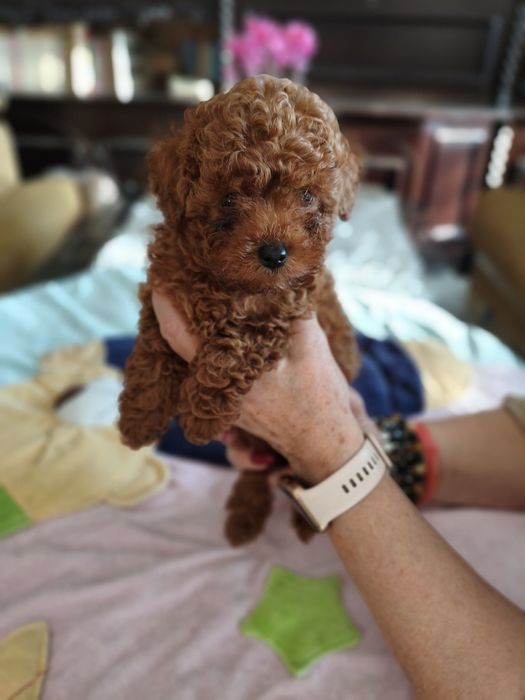 Pudel toy pies pudelek rudy red