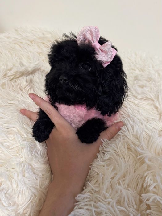 Malutka czarna suczka pudel toy