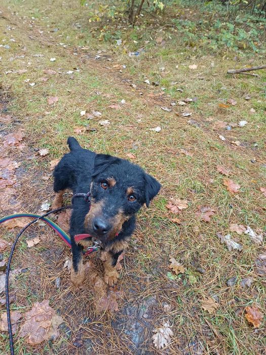 Jagdterrier Hugo - energiczny, czujny, kontaktowy