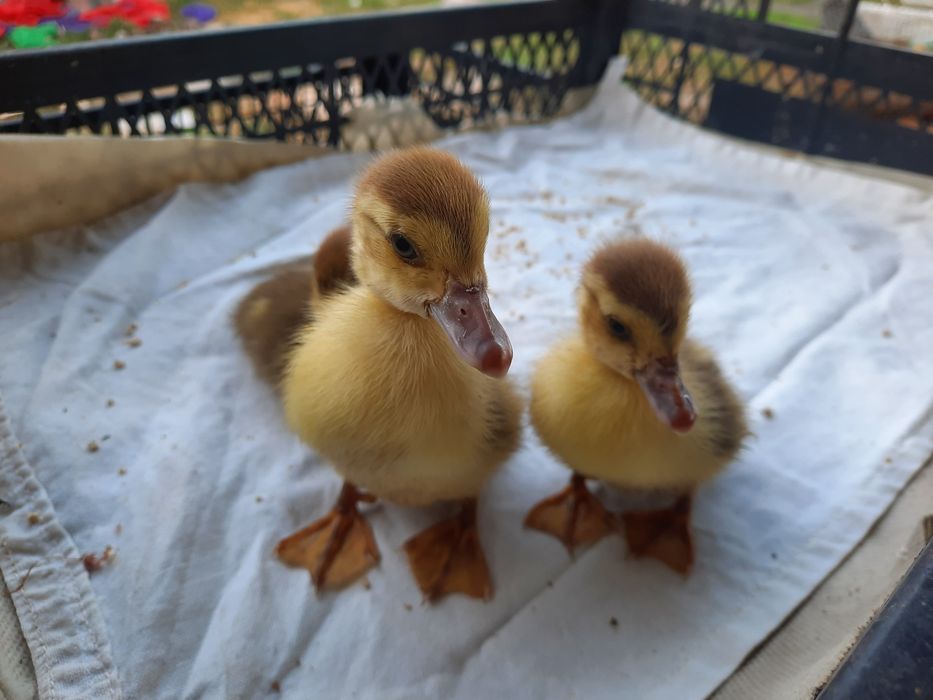 Індоутки, 18 днів