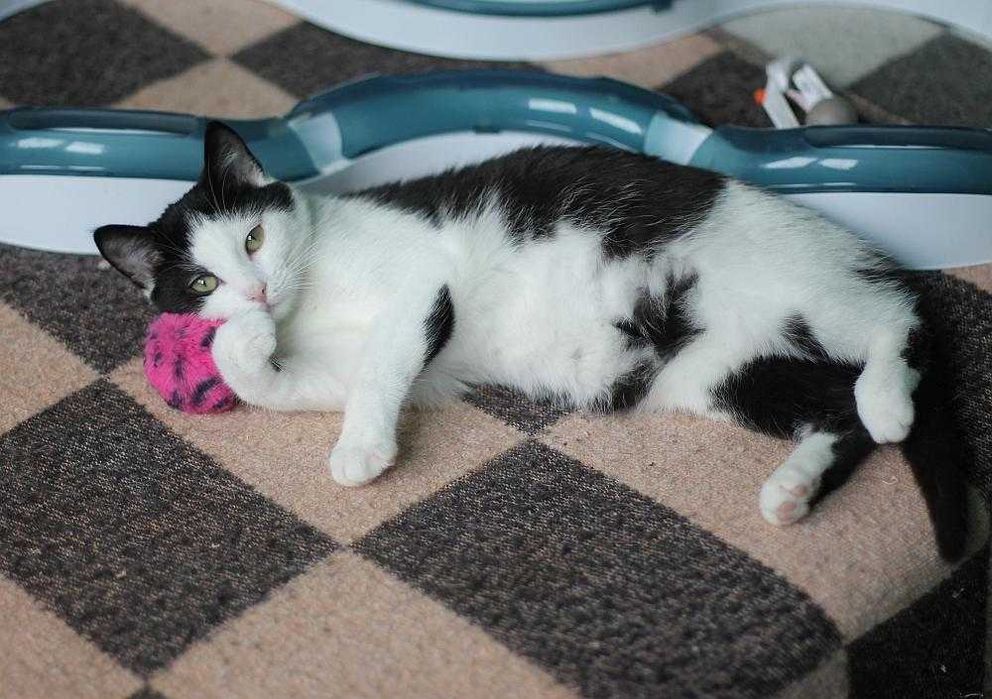 Nakolankowa, cudna koteczka do adopcji.