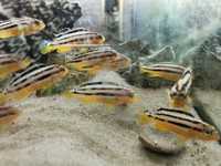 Melanochromis auratus, pyszczak złoty, malawi, piękne młode