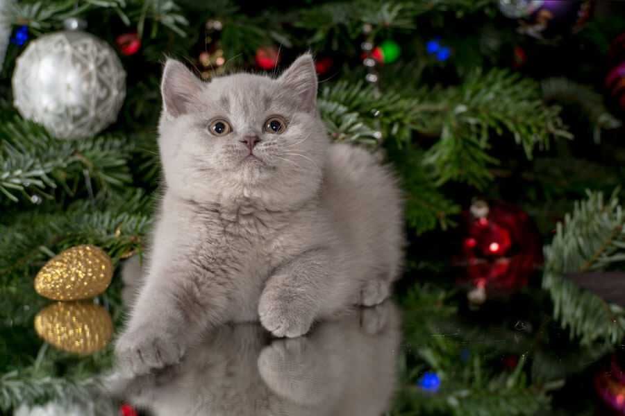 British Shorthair lilac