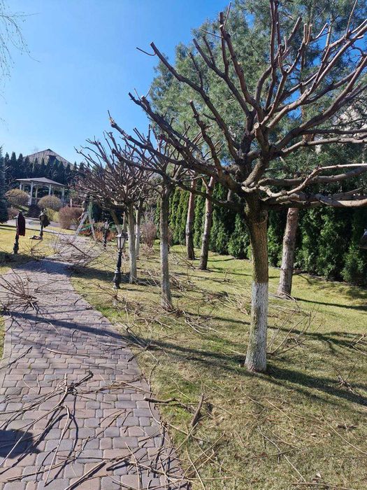 Стрижка декоративних дерев, кущів, хвойних рослин/Догляд за садом