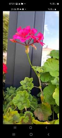 Pelargonie kolekcjonerskie