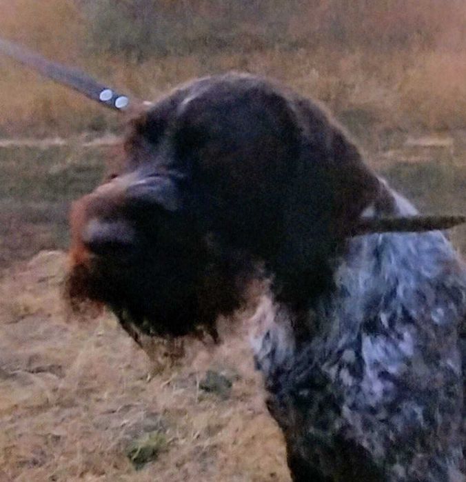 Елітний Дракхар для в'язки