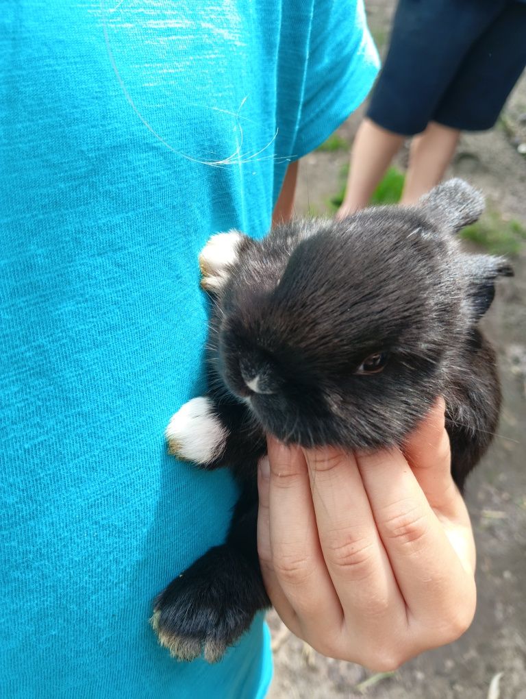 Króliczki miniaturki lewki