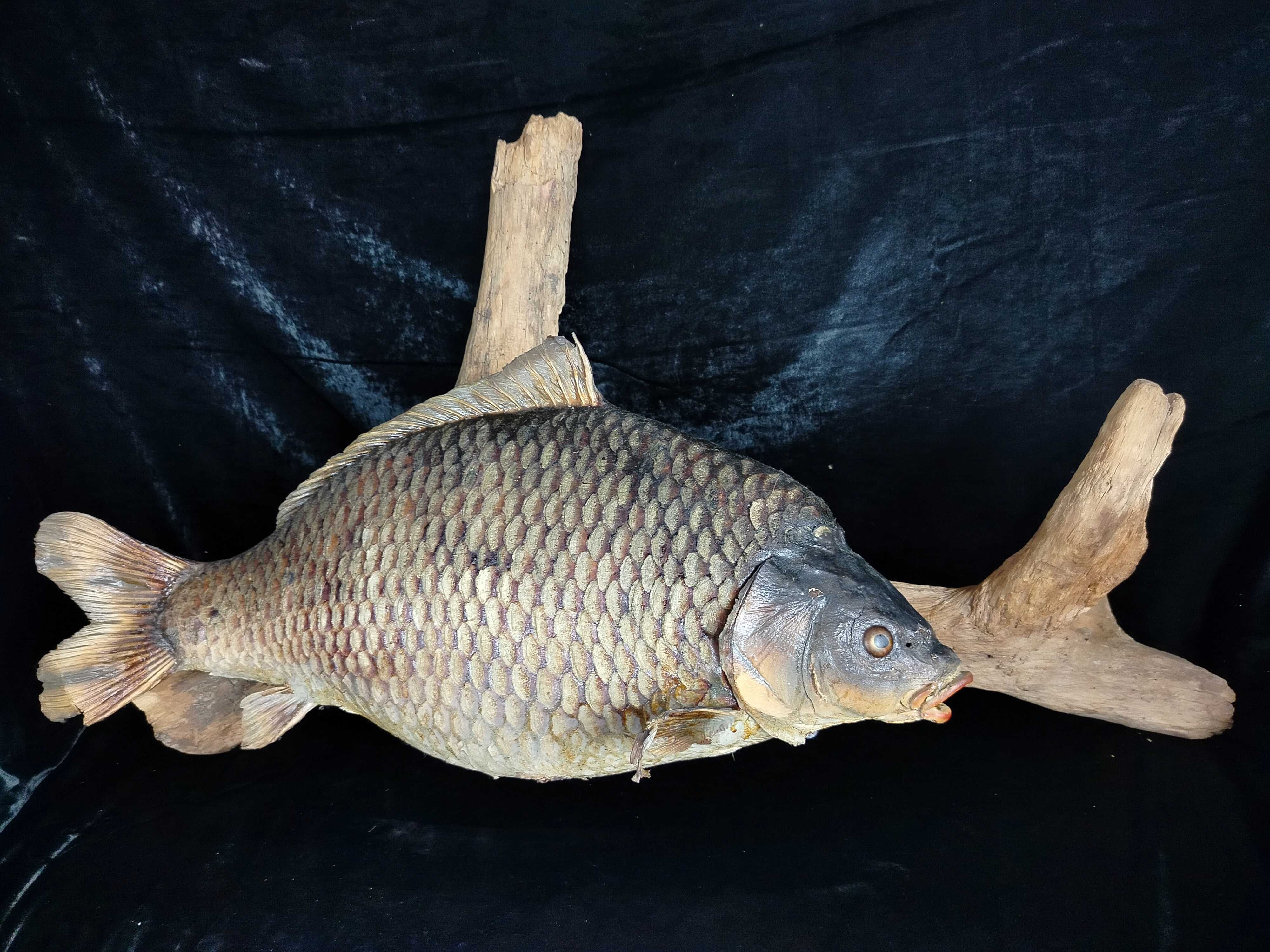 Wielki spreparowany Karp dekoracja na łowisko potwór DR1090