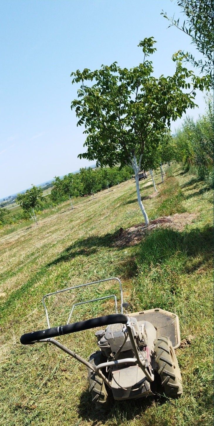 Orzechy włoskie tegoroczne z uprawy ekologicznej pakowane po 0.5 kg.