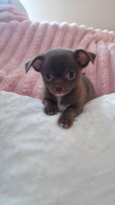 Chihuahua czekoladowy piesek cudowny, słodziutki naj naj