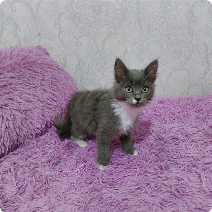 Віддамо грайливих кошенят