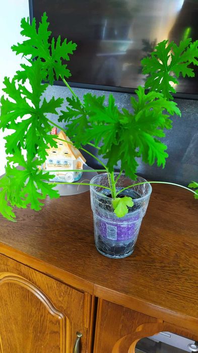 Geranium - anginka 50cm.! Lek z babci parapetu. Nowotwory jelitowe !