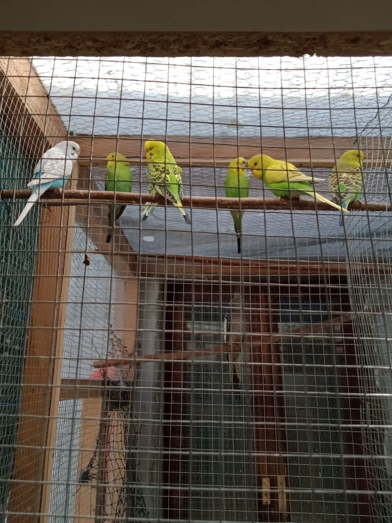 Papugi faliste w rożnym wieku
