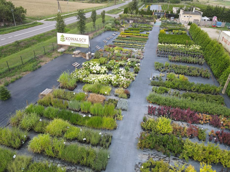 Tuja Szkółka Roślin Ozdobnych Kowalscy grupa Producent