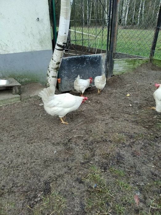 Jaja lęgowe LegHorn